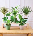 Plantes Vertes - U Express à Strasbourg Plantes Vertes en promo chez U Express Strasbourg à 9,99 €
