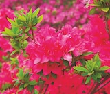 Promo Azalée japonaise à 8,99 € dans le catalogue Intermarché à Sainte-Maure-de-Touraine