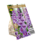 Lilium Oriental Mix bei Lidl im Prospekt "" für 1,39 €