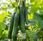 Veredelte Gurke von Kiepenkerl im aktuellen Pflanzen Kölle Prospekt für 5,99 €