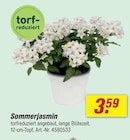 Sommerjasmin bei toom Baumarkt im Marl Prospekt für 3,59 €