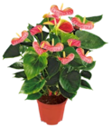 Aktuelles Flamingo-blume Angebot bei Kaufland in Duisburg ab 7,99 €