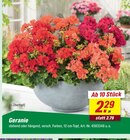 Geranie Angebote bei toom Baumarkt Emden für 2,29 €