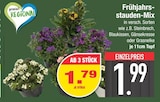 Frühjahrsstauden-Mix im aktuellen EDEKA Prospekt für 1,79 €