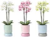Orchidee im Angebot bei REWE in Böblingen Orchidee Angebote bei REWE Böblingen für 9,99 €