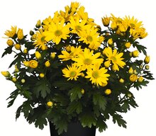 Herbst-Chrysanthemen bei Jawoll in Rheine Herbst-Chrysanthemen im Angebot bei Jawoll Rheine für 1,49 €