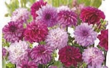 Bulbes de dahlias - U ET U SPÉCIALISTE dans le catalogue Hyper U