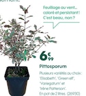 Promo Pittosporum à 6,99 € dans le catalogue Truffaut à Allineuc