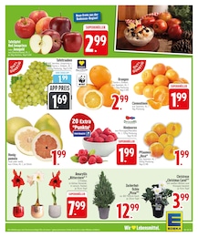 EDEKA Pflanzen im Prospekt 
