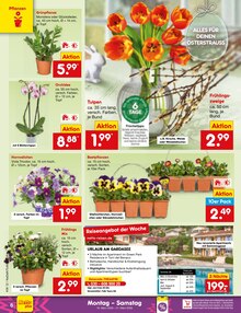 Orchidee im Netto Marken-Discount Prospekt "Aktuelle Angebote" mit 64 Seiten (Stuttgart)