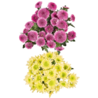 Chrysanthemen im Angebot bei Netto Marken-Discount in Konstanz Chrysanthemen Angebote bei Netto Marken-Discount Konstanz für 2,49 €