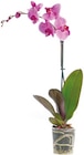 Orchidee für 4,99 € bei Netto mit dem Scottie im Angebot Orchidee im aktuellen Netto mit dem Scottie Prospekt