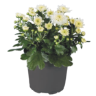 Chrysanthemen für 1,99 € bei Lidl im Angebot Chrysanthemen im aktuellen Lidl Prospekt