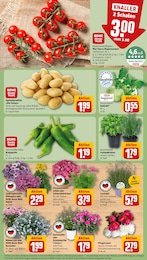 REWE Paprika im Prospekt 