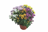 Chrysanthemen Elle Fleur Angebote bei Lidl Augsburg für 3,99 €