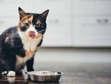 Katzen Nassnahrung Doppelt Lecker im EDEKA Prospekt Katzen Nassnahrung Doppelt Lecker von Felix im aktuellen EDEKA Prospekt für 3,79 €