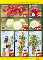 Aktueller Netto Marken-Discount Prospekt mit Zimmerpflanzen, "Aktuelle Angebote", Seite 55