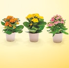 Kalanchoe pot 12 cm dans le catalogue Netto