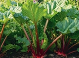 Promo Rhubarbe à 9,99 € dans le catalogue Delbard à Romorantin-Lanthenay