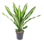 Promo Draceana fragrans "Burley" à 34,99 € dans le catalogue Jardiland à Terville