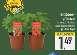 EDEKA Weißenburg - Erdbeerpflanze Angebot im Prospekt Erdbeerpflanze bei EDEKA im Weißenburg Prospekt für 1,49 €