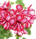 Géraniums "Lollipop" ou "Rosalinda" - Norma à Nancy Géraniums "Lollipop" ou "Rosalinda" en promo chez Norma Nancy à 1,99 €