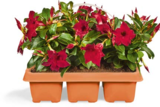 Netto Marken-Discount Weißenburg - Dipladenia Angebot im Prospekt Dipladenia bei Netto Marken-Discount im Weißenburg Prospekt für 9,99 €