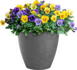 Promo Pot "basalt up" à 19,99 € dans le catalogue Delbard ""