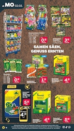 Blumenzwiebeln im Netto mit dem Scottie Prospekt in Dresden Aktueller Netto mit dem Scottie Prospekt mit Blumenzwiebeln, "Günstig. Besser. Für Dich.", Seite 20