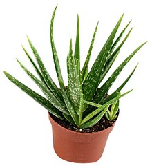 Aloe Vera in Geschenktasche bei REWE in Lünen Aloe Vera in Geschenktasche im Angebot bei REWE Lünen für 3,79 €