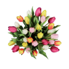 Tulpenstrauß XXL Angebote bei Lidl Stendal für 7,99 €