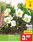 Christrose im Angebot bei Netto Marken-Discount in Heilbronn Christrose Angebote bei Netto Marken-Discount Heilbronn für 3,99 €