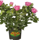 Globus-Baumarkt Hösbach - Freiland-Rosen Angebot im Prospekt Freiland-Rosen bei Globus-Baumarkt im Hösbach Prospekt für 14,99 €