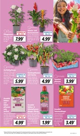 Tomatenpflanze Angebote im Prospekt "LIDL LOHNT SICH" von Lidl auf Seite 5