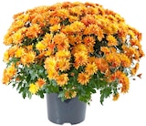 Aktuelle Blumen Angebote bei REWE in Oberhausen Aktuelles Chrysanthemenbusch XL Angebot bei REWE in Oberhausen ab 4,99 €
