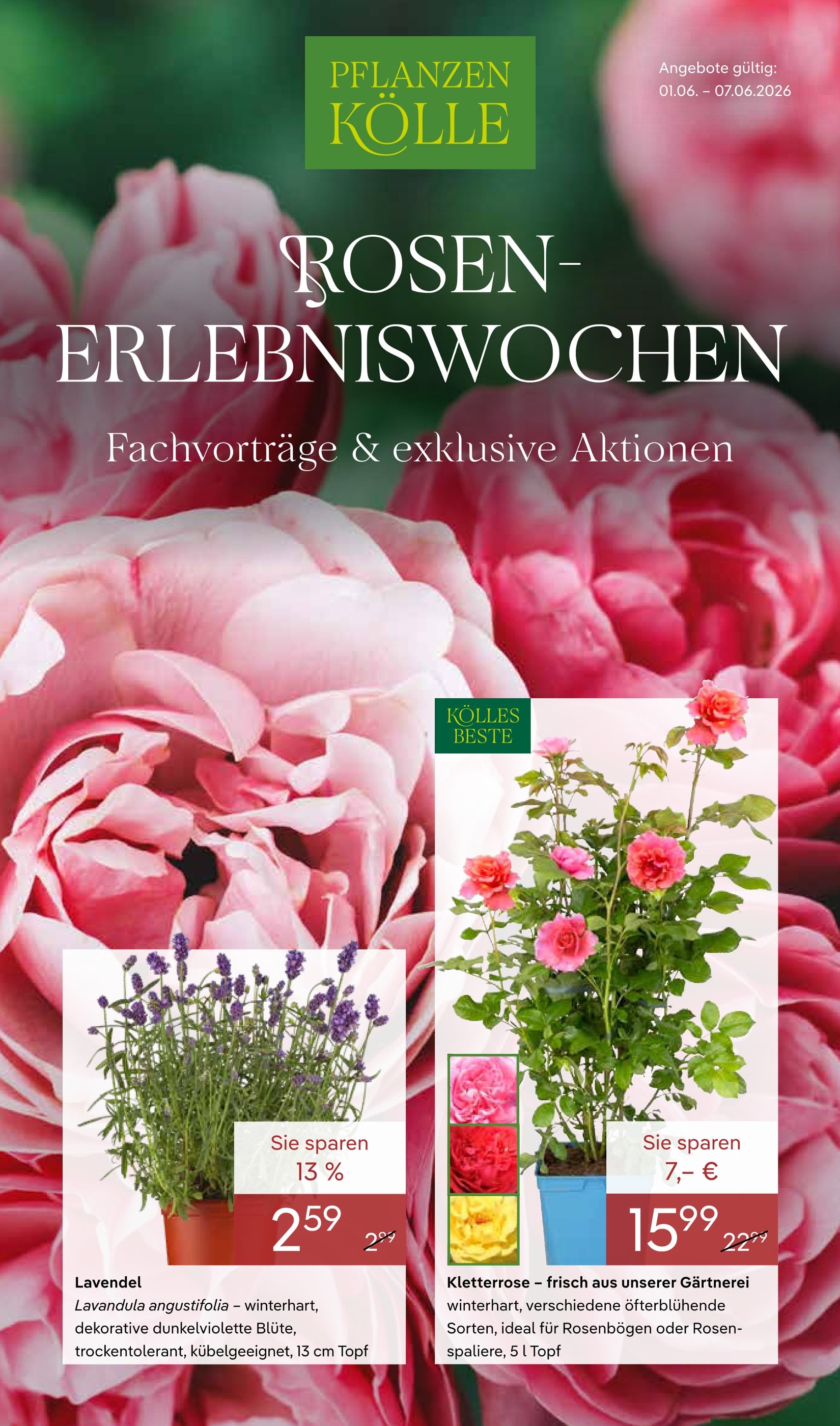ALDI SD Kirschlorbeer: Angebote & Preise im Prospekt vergleichen!