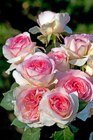 Rosier buisson à grandes fleurs ou fleurs groupées à Gamm vert dans Sainte-Croix-sur-Buchy