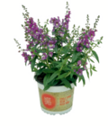 Beetpflanzen-Mix „Hot Spot“ für 3,59 € bei toom Baumarkt im Angebot Beetpflanzen-Mix „Hot Spot“ im aktuellen toom Baumarkt Prospekt
