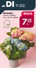 Hortensie Angebote bei Netto mit dem Scottie Halle für 7,49 €