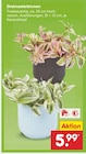 Aktuelle Pflanzen Angebote bei Netto Marken-Discount in Jena Aktuelles Dreimasterblumen Angebot bei Netto Marken-Discount in Jena ab 5,99 €