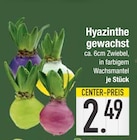 Hyazinthe gewachst  im aktuellen EDEKA Prospekt für 2,49 €