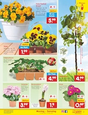 Ähnliche Bonsai Angebote im Prospekt "Aktuelle Angebote" von Netto Marken-Discount in Gelsenkirchen Ähnliche Angebote wie Bonsai im Prospekt "Aktuelle Angebote" auf Seite 7 von Netto Marken-Discount in Gelsenkirchen