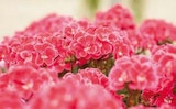 Geranien für 2,99 € bei Globus-Baumarkt im Angebot Geranien im aktuellen Globus-Baumarkt Prospekt