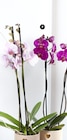 Orchidée 2 tiges - Super U à Dunkerque Orchidée 2 tiges en promo chez Super U Dunkerque à 11,99 €