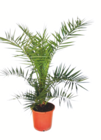 Drachenpalme oder Phoenixpalme oder Zwergpalme im Angebot bei toom Baumarkt in Wolfsburg Drachenpalme oder Phoenixpalme oder Zwergpalme Angebote bei toom Baumarkt Wolfsburg für 49,99 €