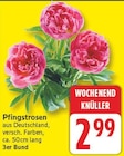 Pfingstrosen für 2,99 € bei EDEKA im Angebot Pfingstrosen im aktuellen EDEKA Prospekt