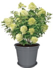 Aktuelle Hortensie Angebote bei Thomas Philipps in Dresden Aktuelles Rispenhortensie Angebot bei Thomas Philipps in Dresden ab 0,59 €