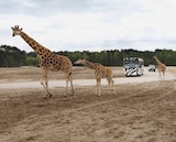 Beekse Bergen im Angebot bei Lidl in Wunstorf Beekse Bergen Angebote von Safaripark bei Lidl Wunstorf für 79,00 €