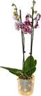 Orchidée lumineuse à Carrefour dans Janvry Orchidée lumineuse à Carrefour dans Janvry