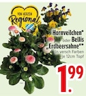 Hornveilchen im Angebot bei EDEKA in Straubing Hornveilchen Angebote bei EDEKA Straubing für 1,99 €